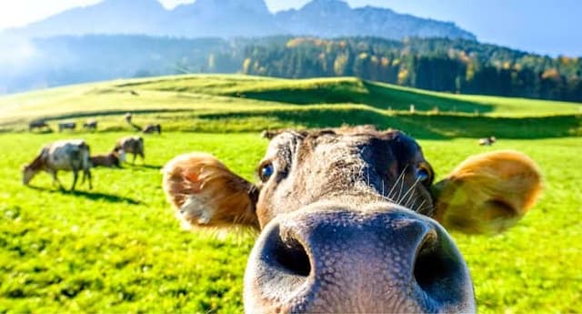 Vaquinha para Lua de mel